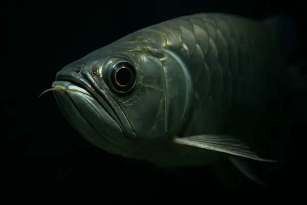 Arowana (Osteoglossum bicirrhosum)