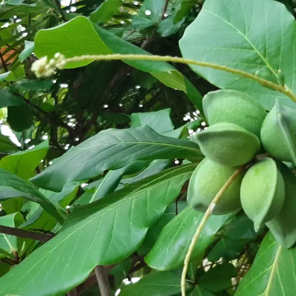 Amendoeira-da-Índia