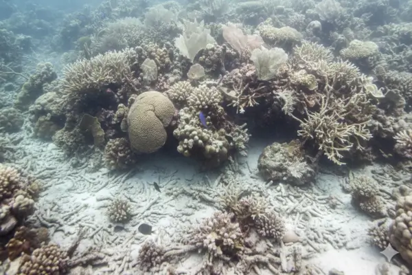 Branqueamento de Corais