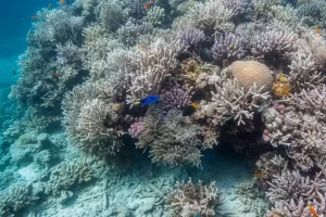 Branqueamento do coral