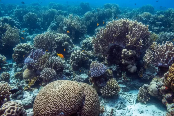 Corais Duros (Hard Corals)