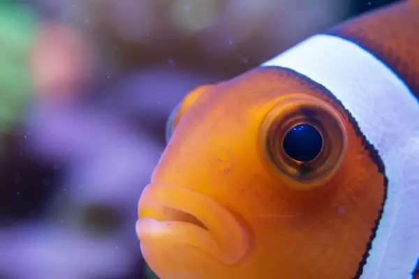 Dicas para Evitar a Inflamação Ocular em Peixes