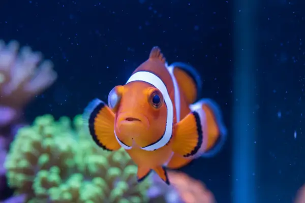 Inflamação Ocular em Peixes Marinhos