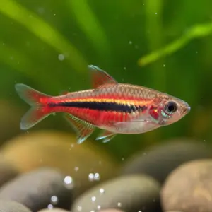 Microrasbora (Boraras brigittae)