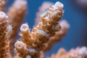Montipora Eating Nudibranchs