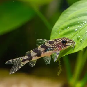 Oto (Otocinclus spp.)