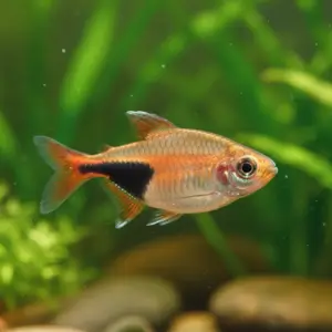 Rasbora (Rasbora spp.)