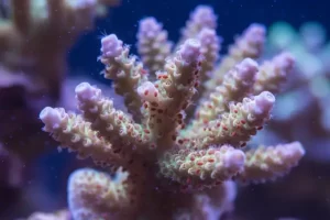 Red Bugs (Tegastes acroporanus)