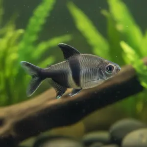 Tetra Black Widow (Gymnocorymbus ternetzi)