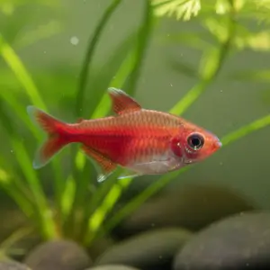 Tetra de Fogo (Hyphessobrycon amandae)