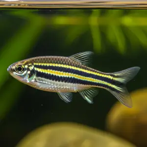Zebra do Rio (Danio rerio)
