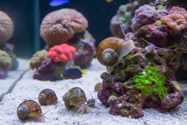 Caramujos-turbantes (Trochus, Turbo, Astrea)