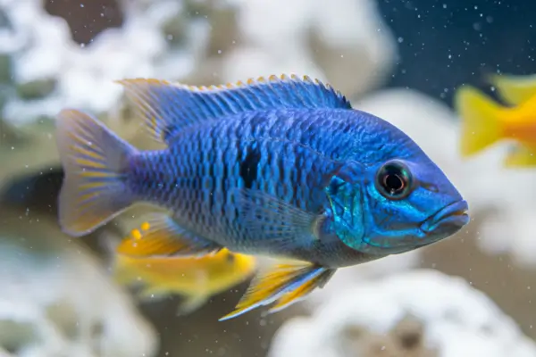 Ciclídeo Africanos - Cichlidae 1