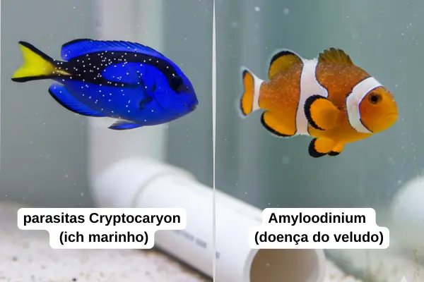 Cryptocaryon e Amyloodinium