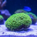 GSP - Green Star Polyps (Pachyclavularia violacea)