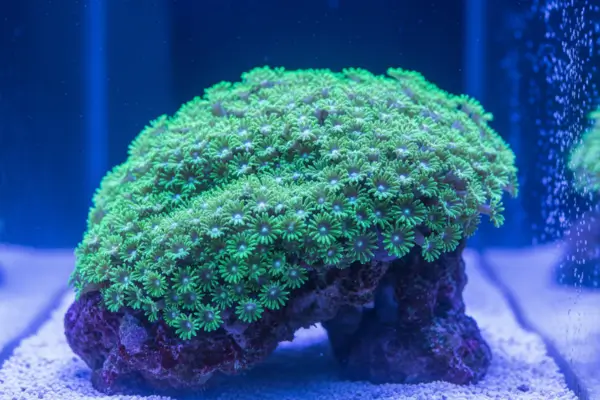Green Star Polyp (GSP)