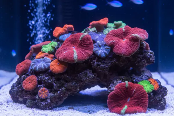 Mushroom Corals (ActinodiscusDiscosoma)
