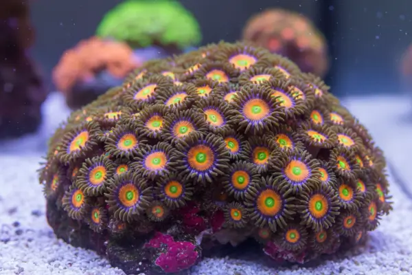 Palythoa (primo do Zoanthus)