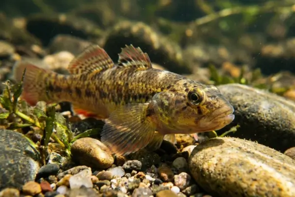 Gudgeon de Rio