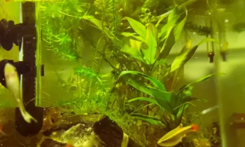 Montagem de Aquário Nano Sustentável para Iniciantes: Escolha de Espécies e Plantas Adequadas