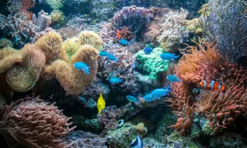 Aquários Marinhos Sustentáveis: Guia para Montagem com Corais e Peixes de Captura Responsável