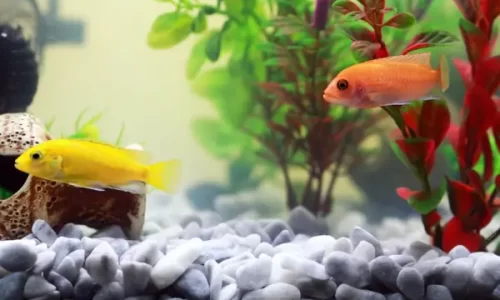 Monitoramento Digital com Aplicativos Móveis para Aquários Ecológicos de Pequeno Porte