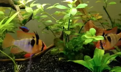 Peixes Ornamentais de Baixo Impacto Ambiental para Aquários Comunitários Tropicais