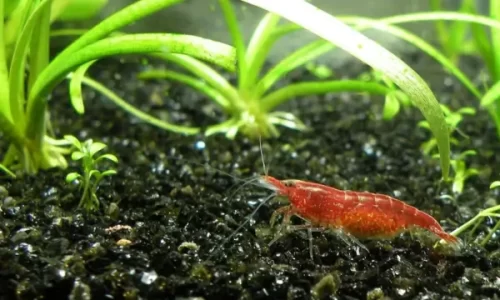 Criação Doméstica de Camarões Neocaridina em Sistemas de Aquários Autossuficientes