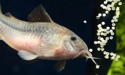 Top 5 Espécies de Peixes que ajudam na Limpeza Natural do Aquário Sustentável