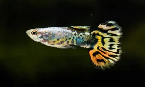 Guppies Criados em Cativeiro como Alternativa Ética para Aquários Iniciantes
