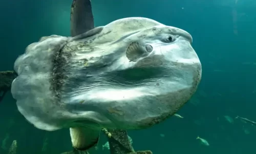 Como Evitar Espécies Invasoras na Montagem de um Aquário Ecológico