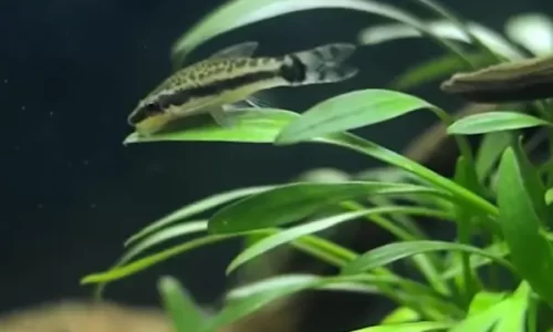 Espécies Compatíveis com Aquários de Filtragem Natural Baseada em Plantas