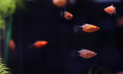 Uso de Peixes Ovovivíparos Sustentáveis em Aquários Autolimpantes para Iniciantes