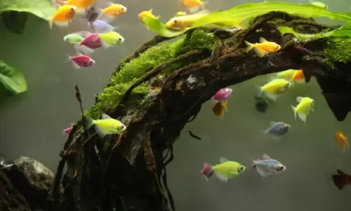 Montagem de Aquário Biótopo Amazônico Sustentável para Iniciantes: Escolha de Espécies e Plantas