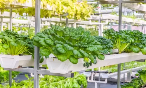 Como Implementar um Sistema de Aquaponia Doméstica Integrando Aquários e Hortas Verticais