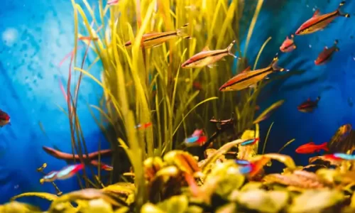 Criando um Ecossistema Aquático Equilibrado: Introdução de Microorganismos Benéficos em Aquários